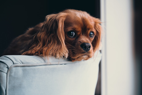 Sad dog on armchair