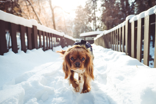 Kleine hond wandelen via sneeuw