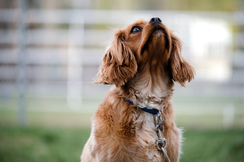 Cachorro olhando para cima