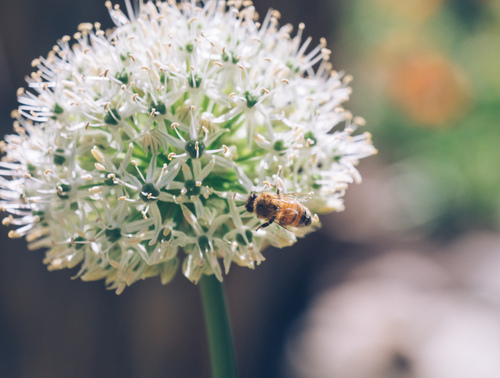 Hommel op een bloem