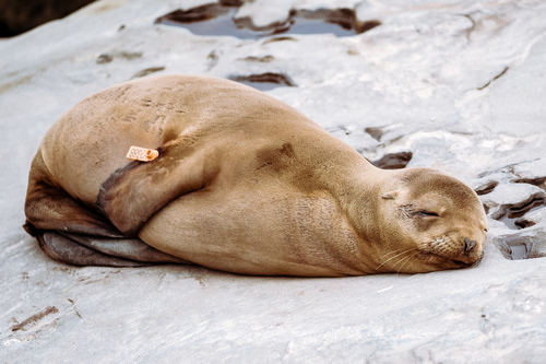 Baby seal sleeping