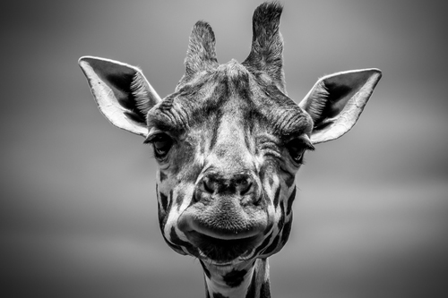Giraffen gezicht