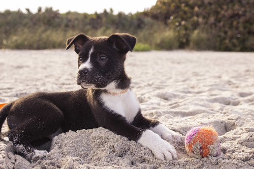 Cão com uma esfera