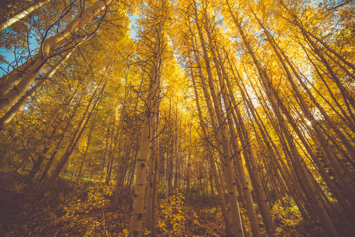 Amarelas árvores no outono