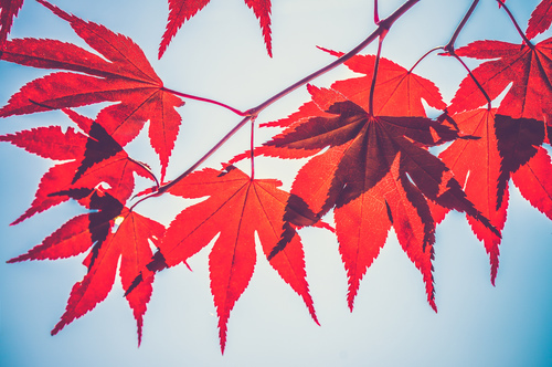 Red leaves on a branch