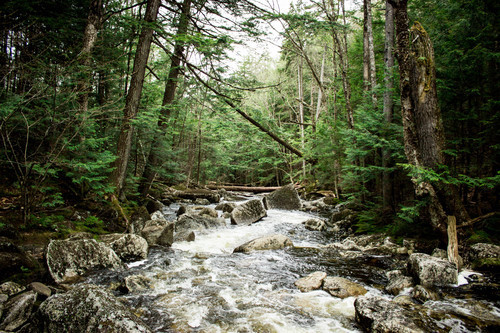 Creek i skogen
