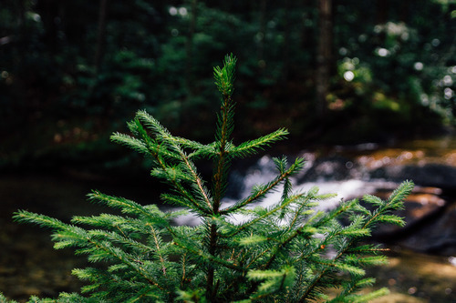 Pine top in woods