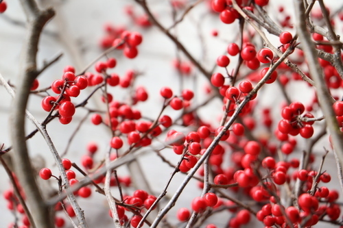 Arbre de fruits rouges