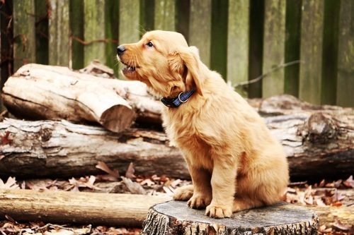 Chien sur une souche d’arbre