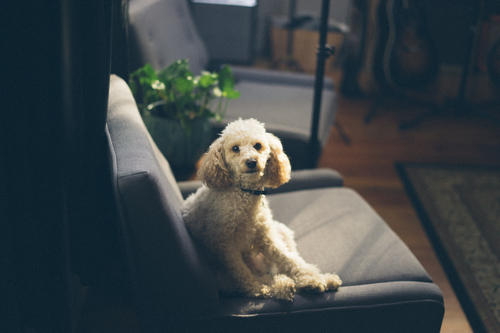 Caniche sur le sofa