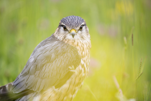 Falco in erba alta
