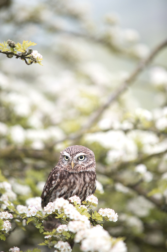 Owl on blossomed branch
