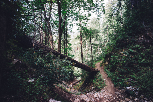 Taglio del legno