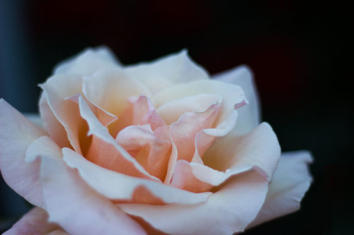 Blommade ros bild