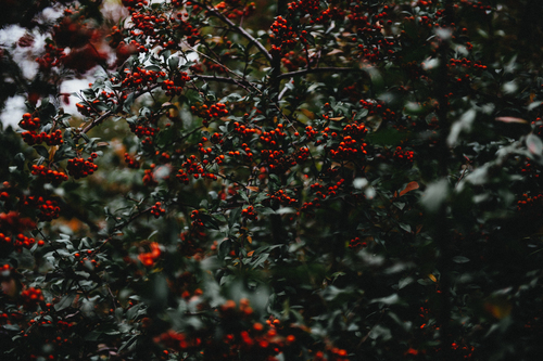 Red berries in bush