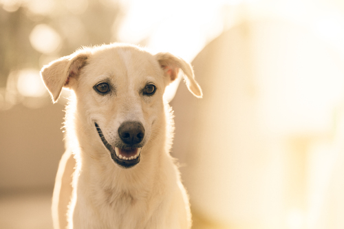 Dog with opened mouth