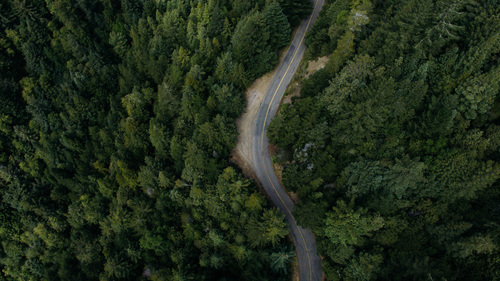 Drum în pădure