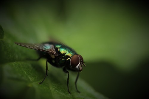 Verde mosca en hoja verde