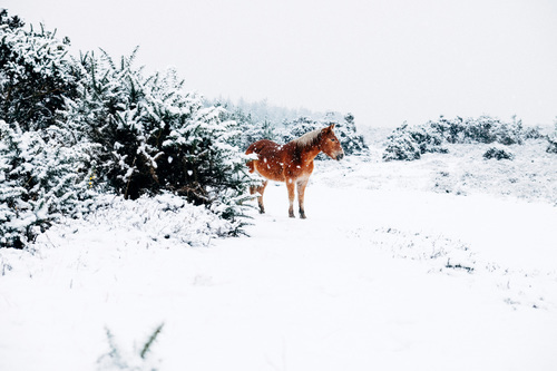 Cavallo in neve