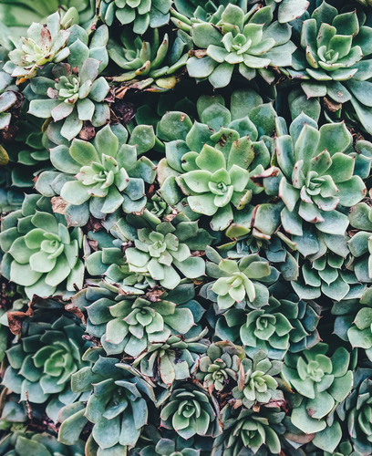 Houseleek plants