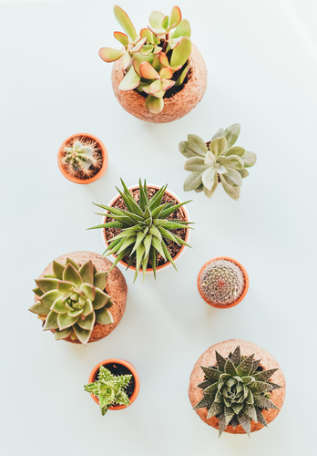 Different potted succulents