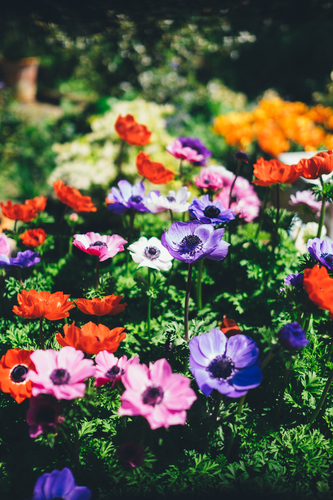 Kleurrijke tuin bloemen