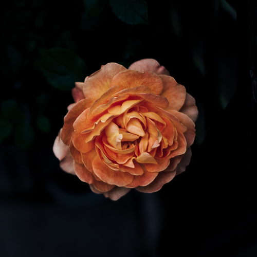 Blossomed rose