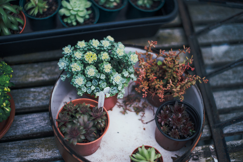 Différents suculents en pot dans le jardin