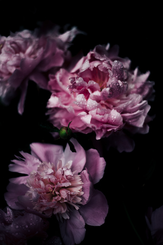 Růžové květy s kapkami