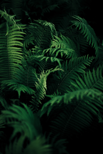 Green tree fern