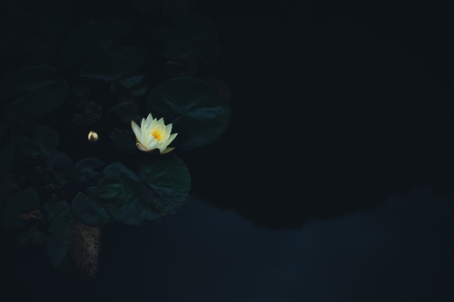 Enda lotusblomma på vatten