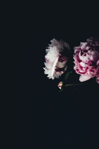 Två blommade rosor