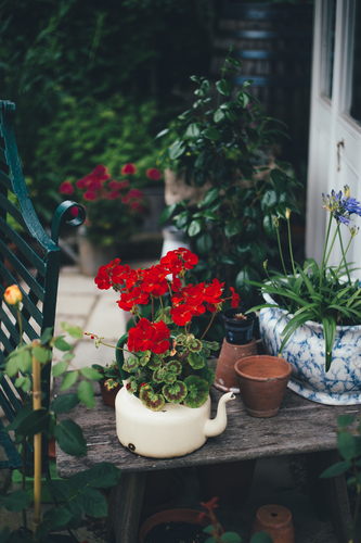 Vintage krukor med blommor i trädgården