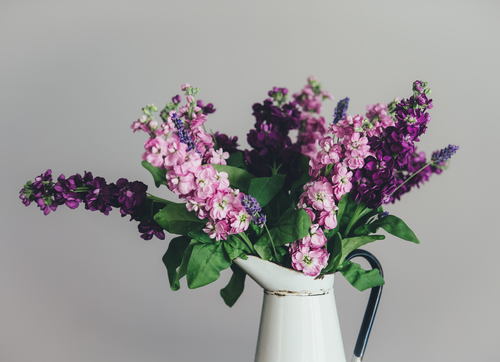 Lilac flowers in pot