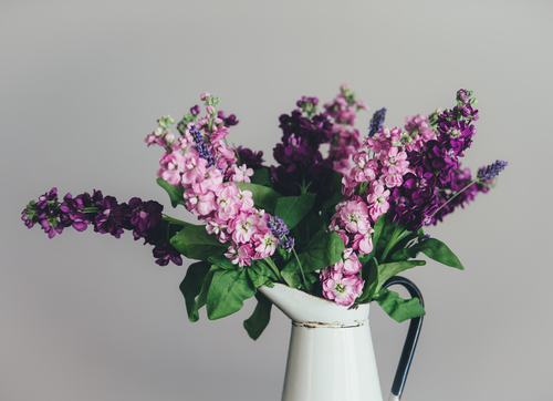 Fleurs lilas en pot