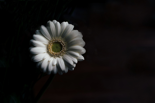 Witte gerbera in donkere achtergrond