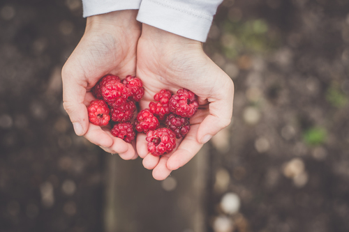 Raspberries in hands