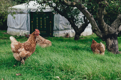 Poules sur l’herbe