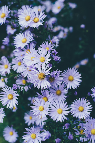 Kleine paarse bloemen