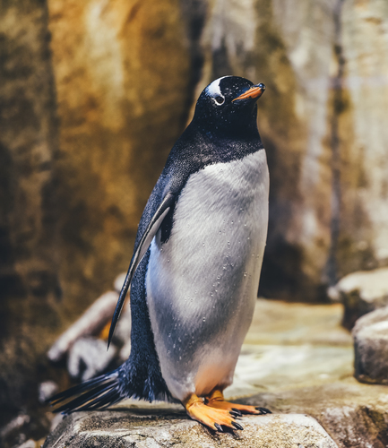 Bir taş üzerinde ıslak penguen