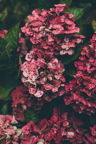 Fleurs rouges de dotty