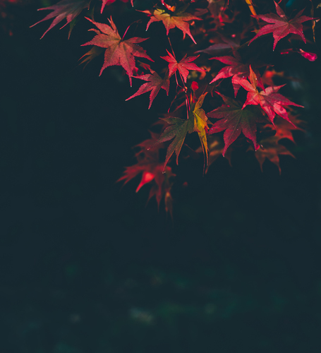 Kırmızı sonbahar yaprakları