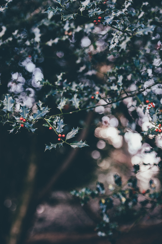 Mistletoe in nature