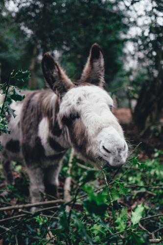 Cabeça de burro