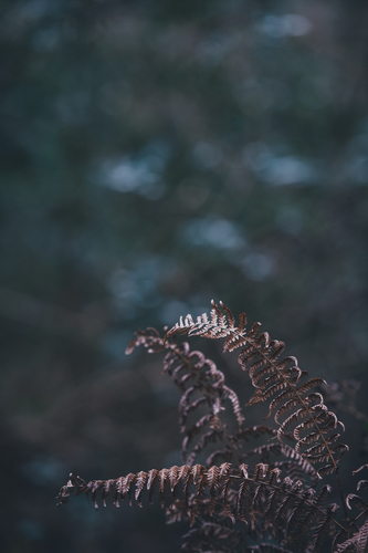 Dried fern