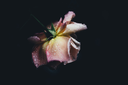 Rose with raindrops