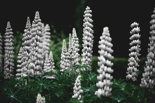 White lilacs