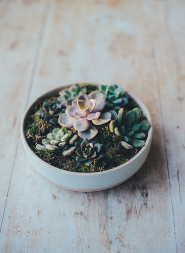 Succulents on the table