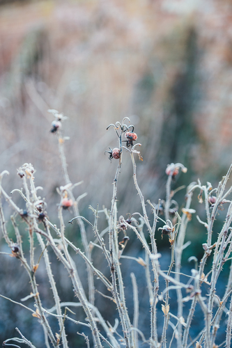 Thorn branches