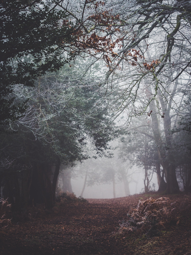 Туманные леса